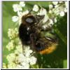 Merodon equestris - Narzissenschwebfliege 31.jpg